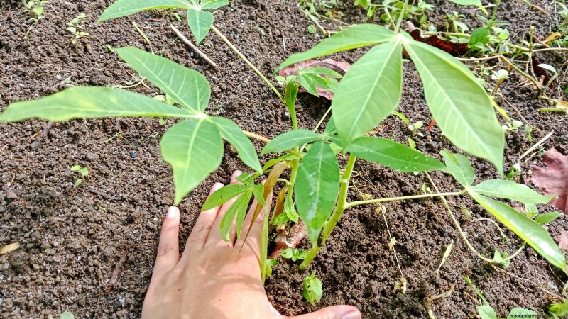 Manioca:piantare, coltivare e prendersi cura della radice di yuca 