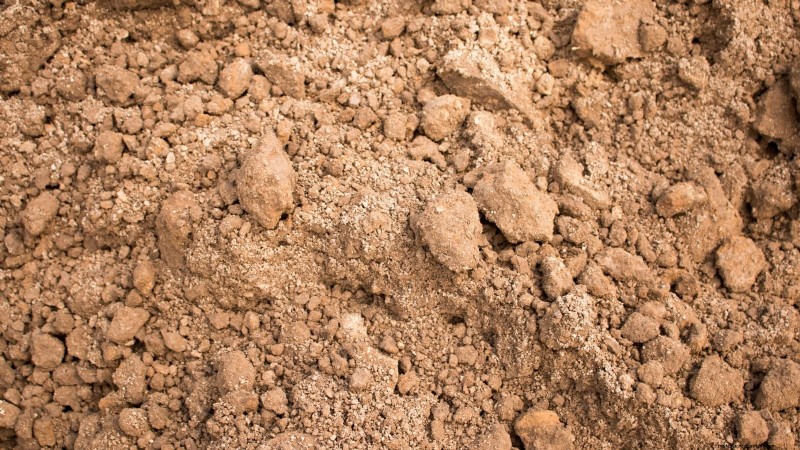 Manioca:piantare, coltivare e prendersi cura della radice di yuca 