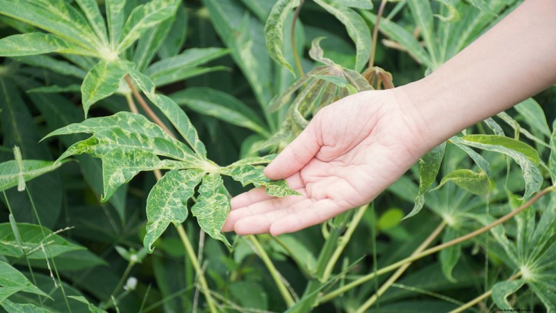Manioca:piantare, coltivare e prendersi cura della radice di yuca 