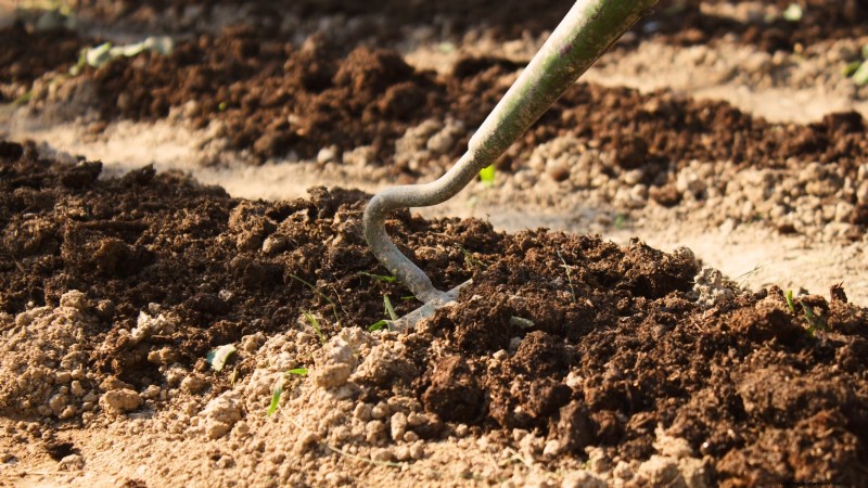Manioca:piantare, coltivare e prendersi cura della radice di yuca 