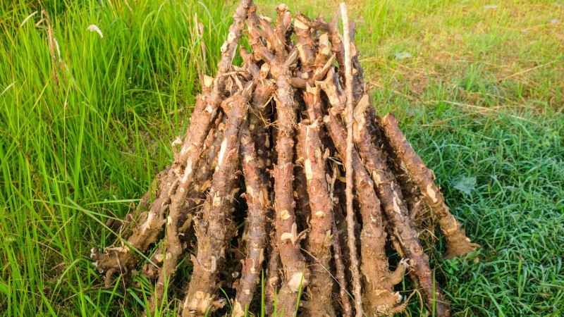 Manioca:piantare, coltivare e prendersi cura della radice di yuca 