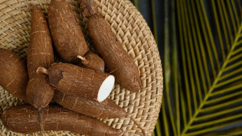 Manioca:piantare, coltivare e prendersi cura della radice di yuca 