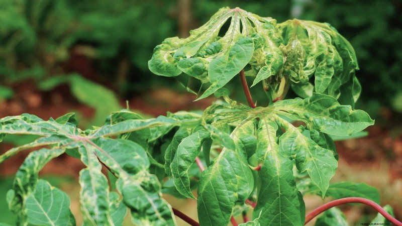 Manioca:piantare, coltivare e prendersi cura della radice di yuca 