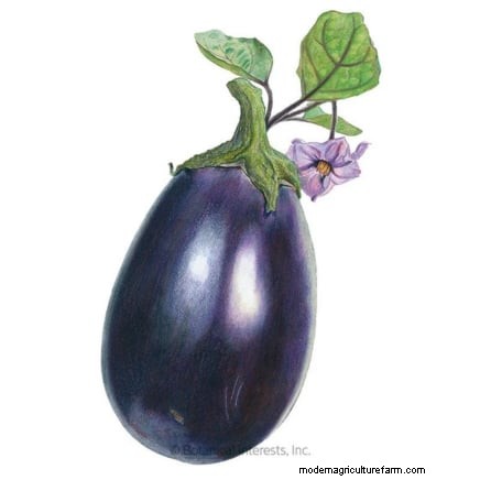 Aubergines kweken:voordelen en ondersteunende technieken voor een overvloedige oogst 