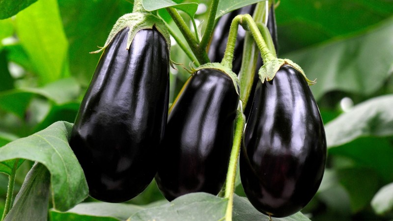 Aubergines kweken:voordelen en ondersteunende technieken voor een overvloedige oogst 