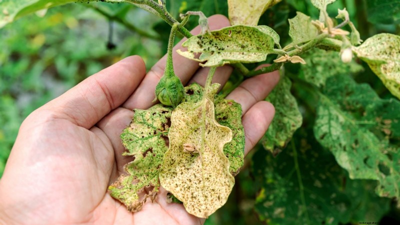 Aubergines kweken:voordelen en ondersteunende technieken voor een overvloedige oogst 