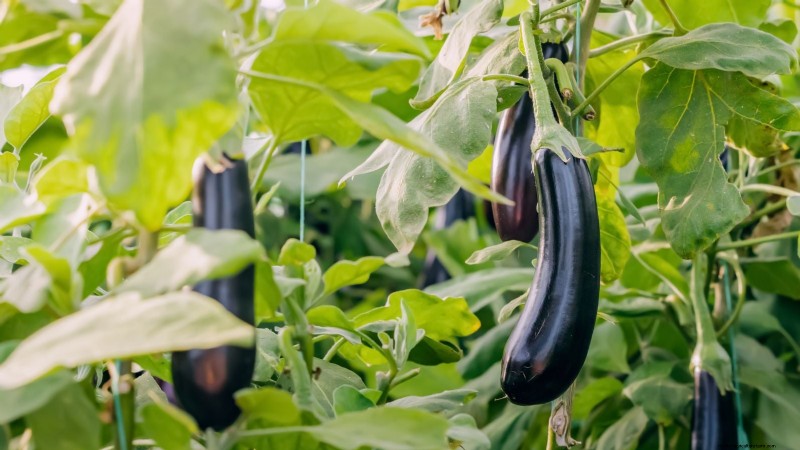 Aubergines kweken:voordelen en ondersteunende technieken voor een overvloedige oogst 
