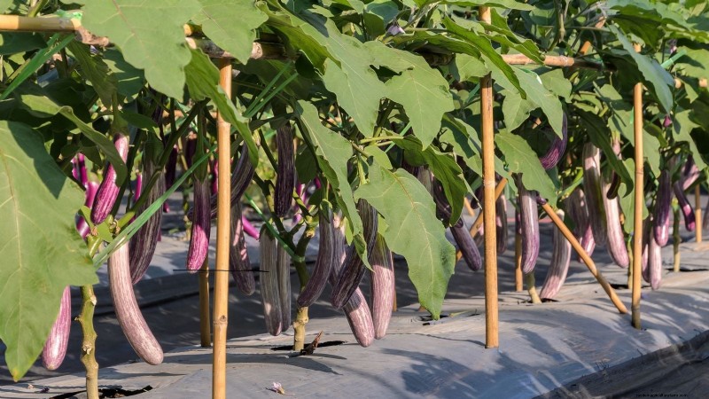 Aubergines kweken:voordelen en ondersteunende technieken voor een overvloedige oogst 