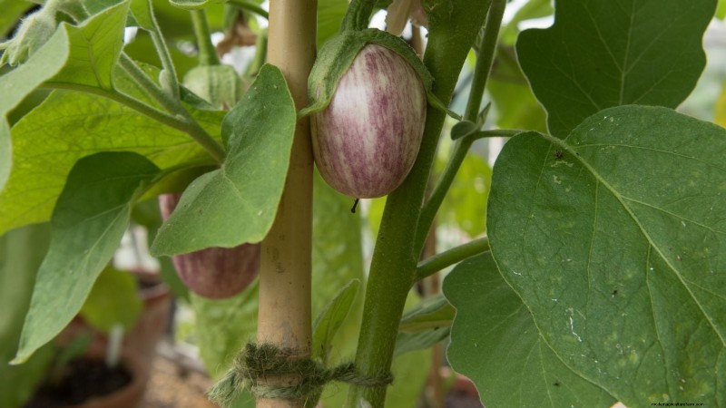 Aubergines kweken:voordelen en ondersteunende technieken voor een overvloedige oogst 