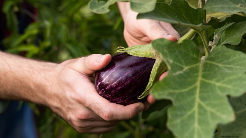 Aubergines kweken:voordelen en ondersteunende technieken voor een overvloedige oogst 