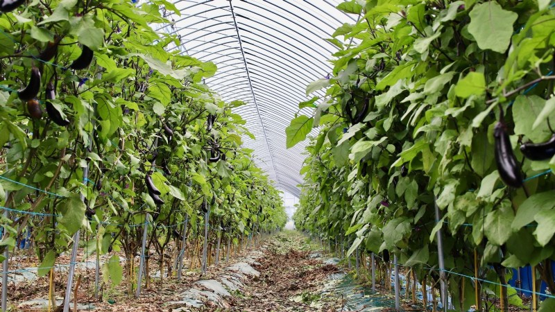 Aubergines kweken:voordelen en ondersteunende technieken voor een overvloedige oogst 
