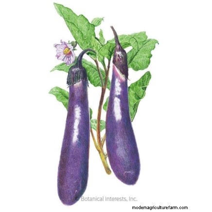Coltivare melanzane in vaso:una guida completa per il giardinaggio in container 