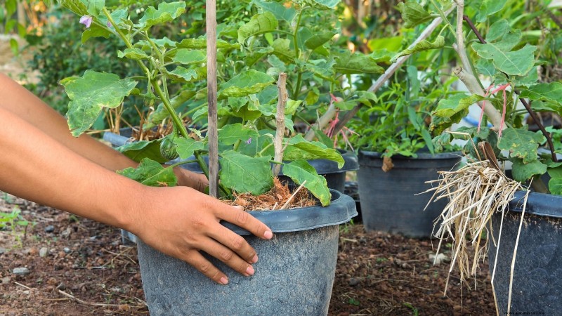 Coltivare melanzane in vaso:una guida completa per il giardinaggio in container 