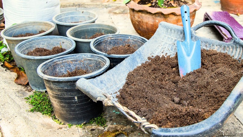 Coltivare melanzane in vaso:una guida completa per il giardinaggio in container 