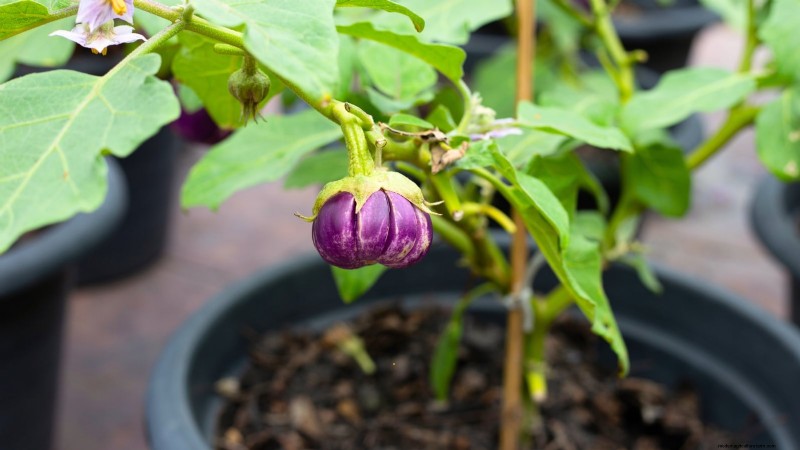 Coltivare melanzane in vaso:una guida completa per il giardinaggio in container 