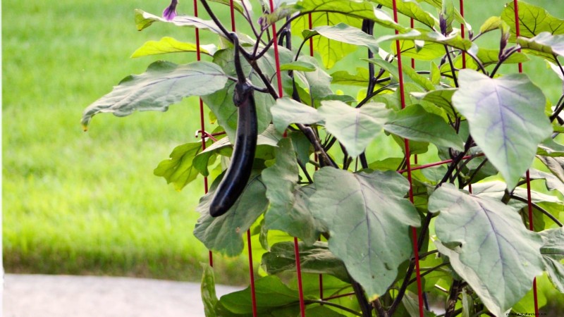 Coltivare melanzane in vaso:una guida completa per il giardinaggio in container 