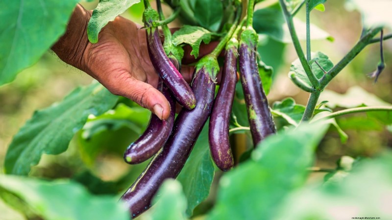 Coltivare melanzane in vaso:una guida completa per il giardinaggio in container 