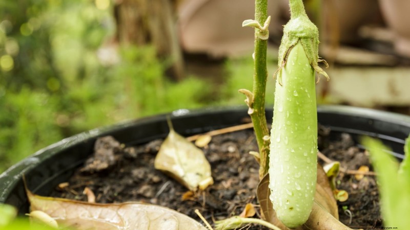 Coltivare melanzane in vaso:una guida completa per il giardinaggio in container 