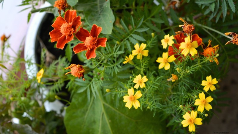 Coltivare melanzane in vaso:una guida completa per il giardinaggio in container 