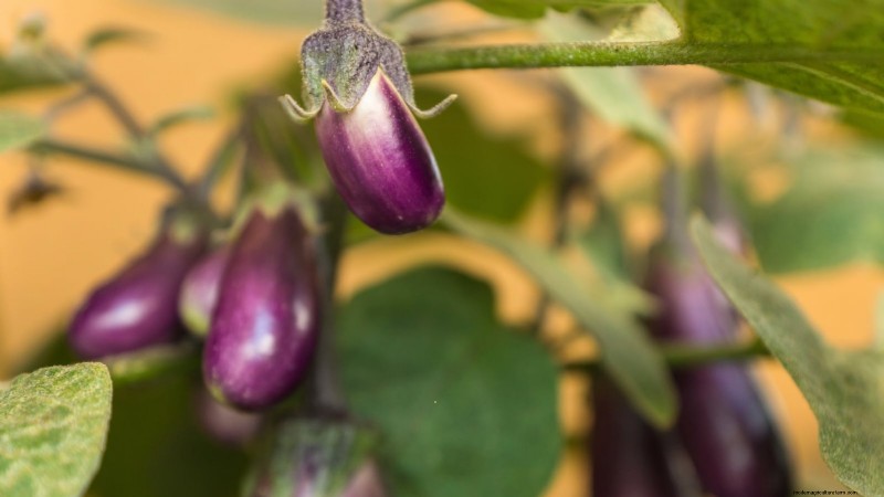 Coltivare melanzane in vaso:una guida completa per il giardinaggio in container 