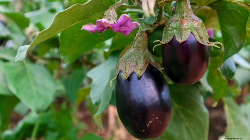 Coltivare melanzane in vaso:una guida completa per il giardinaggio in container 