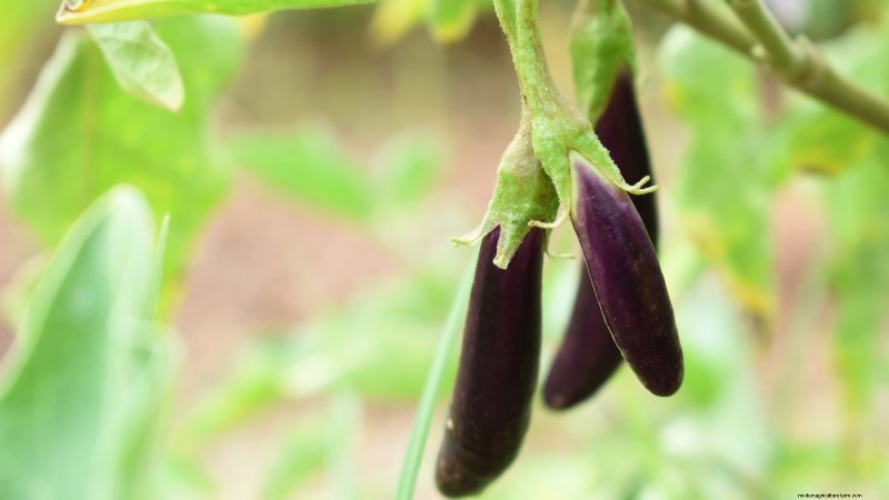 Coltivare melanzane in vaso:una guida completa per il giardinaggio in container 
