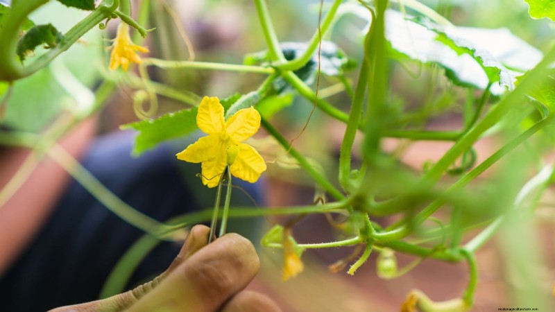 Cetrioli impollinati manualmente:una guida passo passo per raccolti abbondanti 