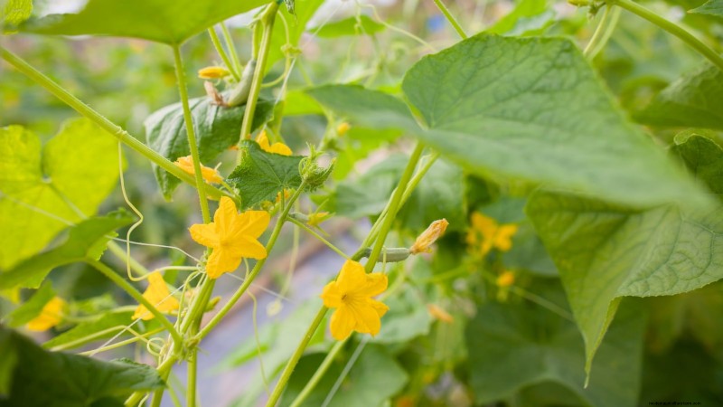 Cetrioli impollinati manualmente:una guida passo passo per raccolti abbondanti 