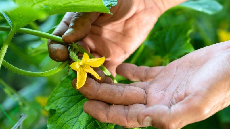 Cetrioli impollinati manualmente:una guida passo passo per raccolti abbondanti 