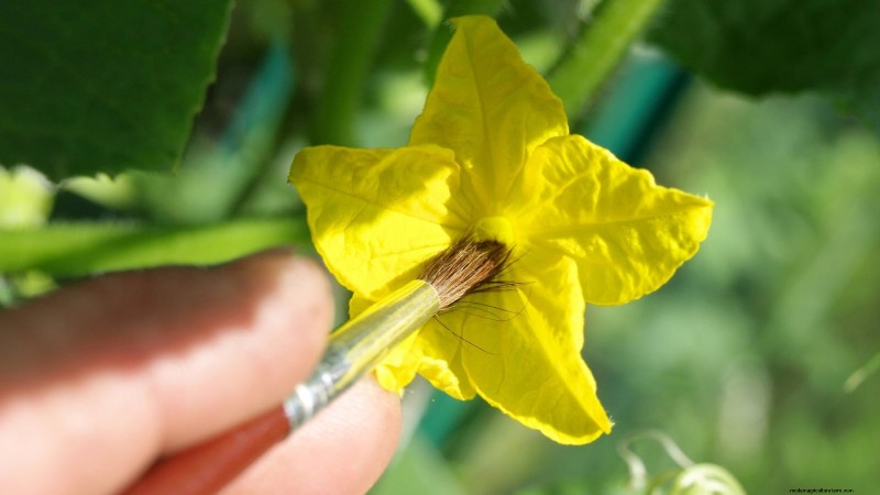 Cetrioli impollinati manualmente:una guida passo passo per raccolti abbondanti 