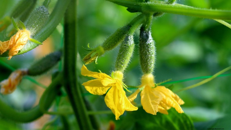 Cetrioli impollinati manualmente:una guida passo passo per raccolti abbondanti 