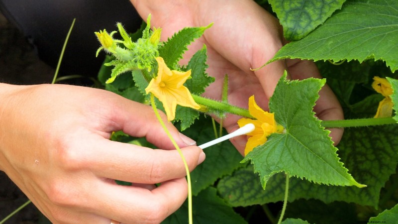 Cetrioli impollinati manualmente:una guida passo passo per raccolti abbondanti 