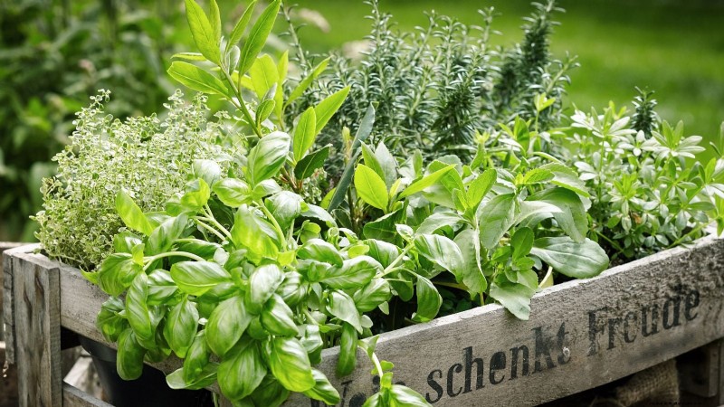 Coltivazione di erbe aromatiche biologiche:una guida per principianti alla coltivazione di erbe aromatiche 