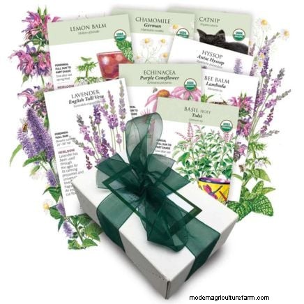 Coltivazione di erbe aromatiche biologiche:una guida per principianti alla coltivazione di erbe aromatiche 