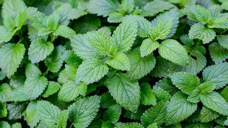 Coltivazione di erbe aromatiche biologiche:una guida per principianti alla coltivazione di erbe aromatiche 