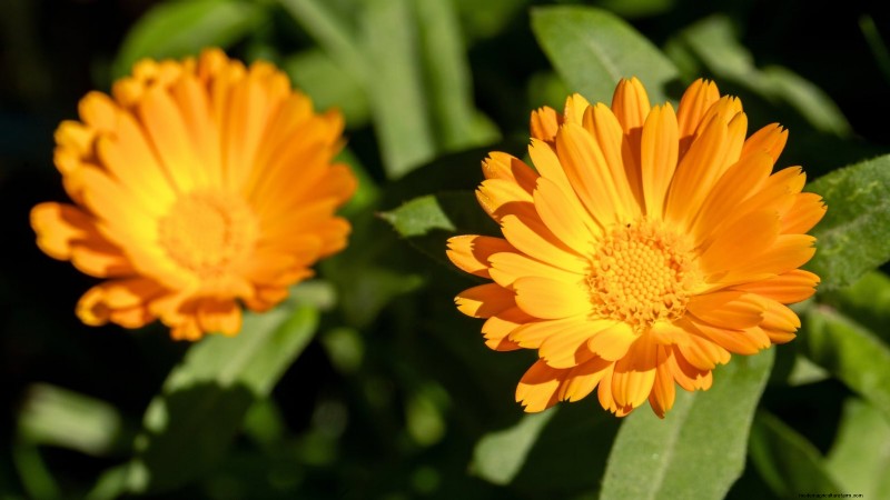 Coltivazione di erbe aromatiche biologiche:una guida per principianti alla coltivazione di erbe aromatiche 