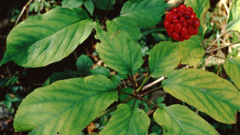 Coltivazione di erbe aromatiche biologiche:una guida per principianti alla coltivazione di erbe aromatiche 