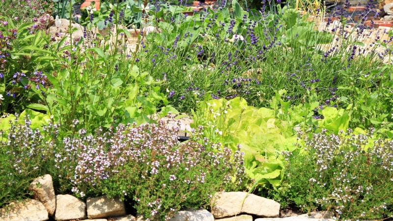 Coltivazione di erbe aromatiche biologiche:una guida per principianti alla coltivazione di erbe aromatiche 