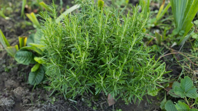Coltivazione di erbe aromatiche biologiche:una guida per principianti alla coltivazione di erbe aromatiche 