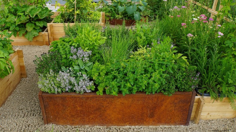 Coltivazione di erbe aromatiche biologiche:una guida per principianti alla coltivazione di erbe aromatiche 