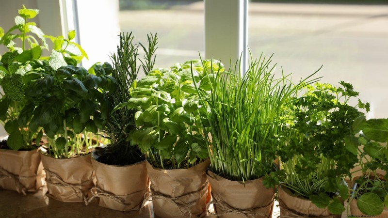 Coltivazione di erbe aromatiche biologiche:una guida per principianti alla coltivazione di erbe aromatiche 