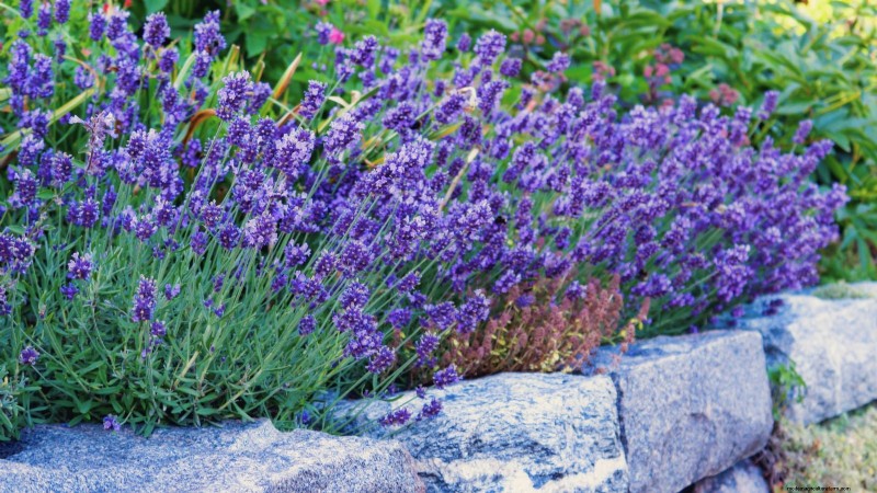 Coltivazione di erbe aromatiche biologiche:una guida per principianti alla coltivazione di erbe aromatiche 