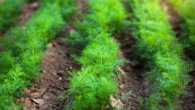 Coltivazione di erbe aromatiche biologiche:una guida per principianti alla coltivazione di erbe aromatiche 