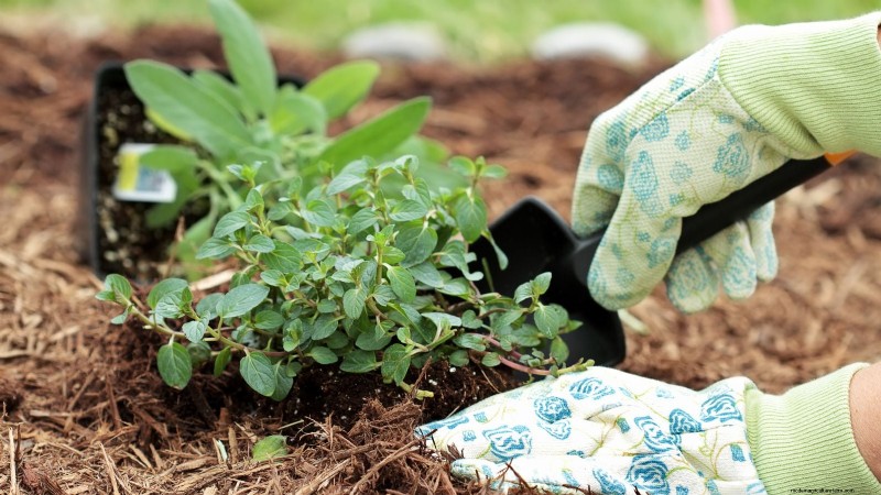 Coltivazione di erbe aromatiche biologiche:una guida per principianti alla coltivazione di erbe aromatiche 