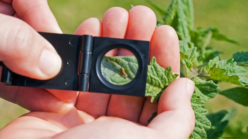 Coltivazione di erbe aromatiche biologiche:una guida per principianti alla coltivazione di erbe aromatiche 
