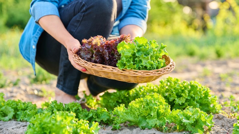 La guida definitiva alla lattuga:sapore, consistenza e varietà 