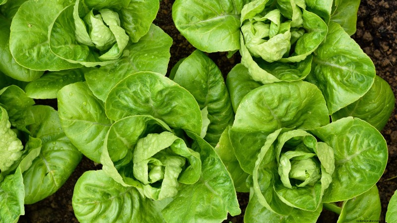 La guida definitiva alla lattuga:sapore, consistenza e varietà 