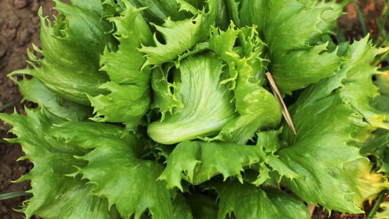 La guida definitiva alla lattuga:sapore, consistenza e varietà 