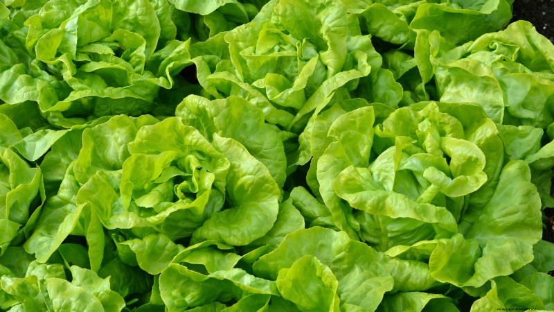 La guida definitiva alla lattuga:sapore, consistenza e varietà 