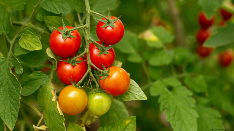 Rijpingstijd van tomaten:een gids voor het oogsten van rijpe tomaten 